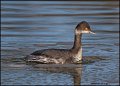 _2SB0987 eared grebe